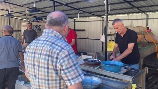 Büyük kayıklar Zonguldak’a akın etti, denizden palamut fışkırdı