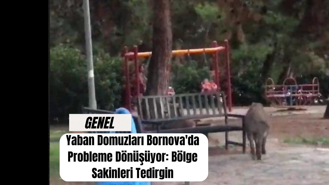 Yaban Domuzları Bornova'da Probleme Dönüşüyor: Bölge Sakinleri Tedirgin
