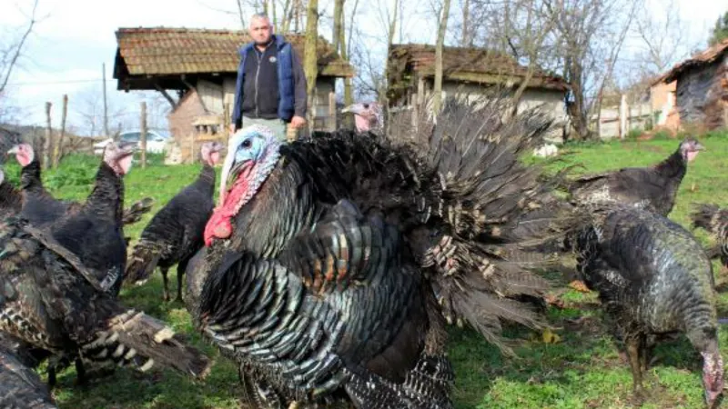 Yılbaşı öncesi hindinin fiyatı, kilosuna göre bin lirayı buluyor