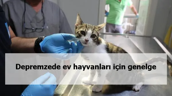 Depremzede ev hayvanları için genelge