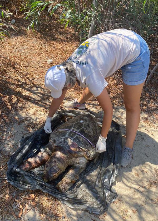 Plastiklerden bağırsakları tıkanan caretta caretta öldü