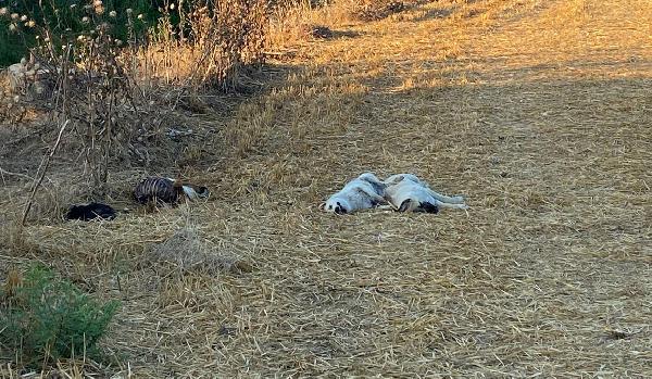 Boş araziye bırakılan 20 köpekten 6'sı ölü bulundu