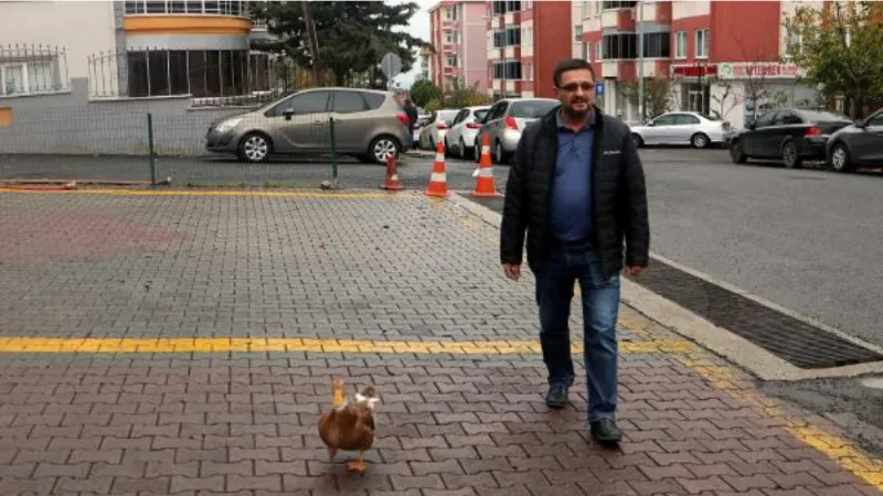 Ördeği 'Duman'ı her gün Tekirdağ sokaklarında gezdiriyor