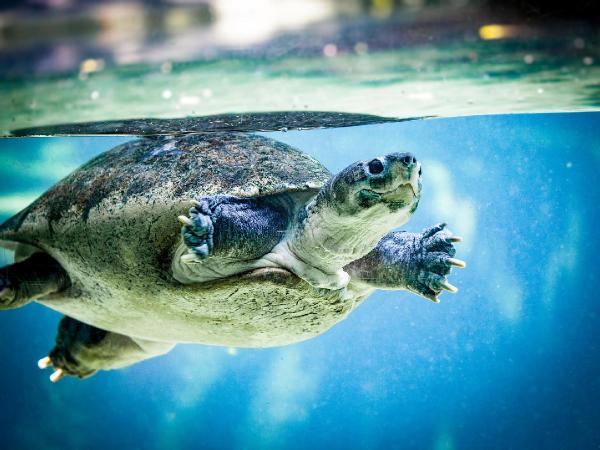 Eti, kemiği ve kabuğu için 30 yılda 1.1 milyon deniz kaplumbağası öldürüldü