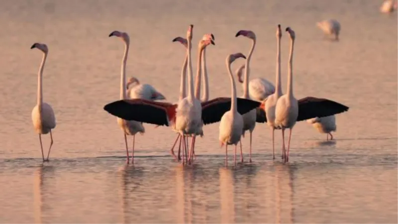 Gediz Deltası'nda flamingo ve pelikanların üreme alanları azaldı