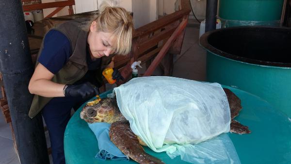 Çanakkale'de yaralı bulunan caretta carettaya tedavi