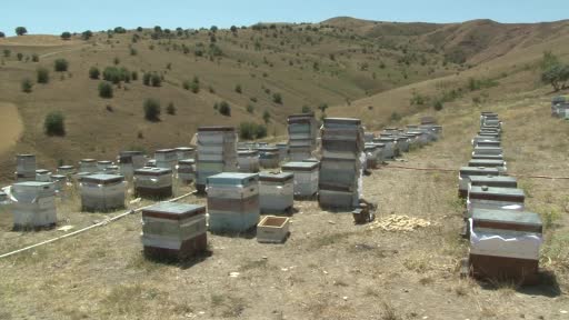 Tarım ilaçları, bal üretiminde verimi düşürdü