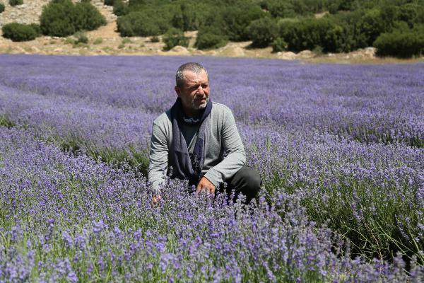 Türkiye'de lavanta üretilen alan 20 bin dekara yükseldi