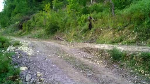 Tarım ve Orman Bakanlığından, Hayvanları Koruma Günün de “Balkız” paylaşımı