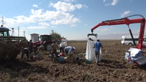 Niğde’de 700 ton patates hasadı bekleniyor