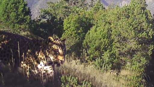 Anadolu Leoparı yüzünü aylar sonra bir kez daha gösterdi