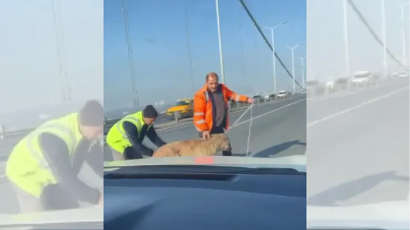 15 Temmuz Köprüsü'nde köpeğe yardım edenler konuştu