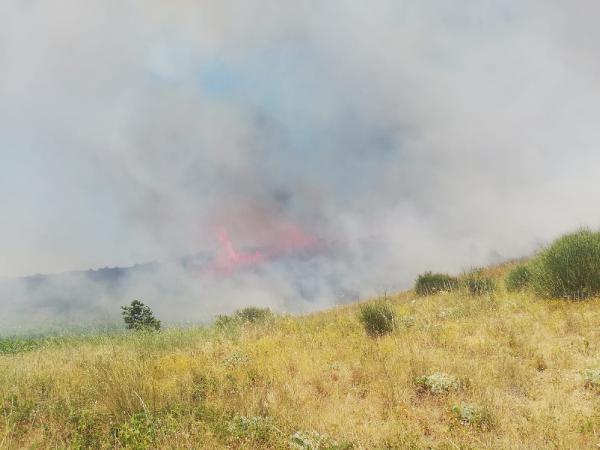 Şarköy'de makilik yangını; 5 hektar yandı