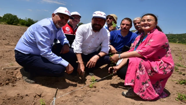 200 yıl sonra Sındırgı’da kök boya bahçesi kuruldu