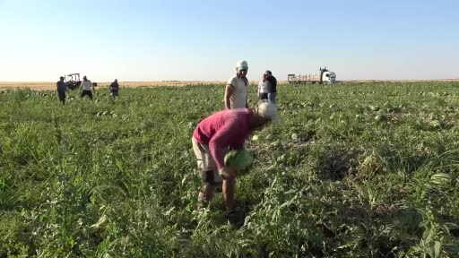 Diyarbakır’da Karacadağ’ın volkanik arazilerinde ekilen karpuzun hasadı yapıldı