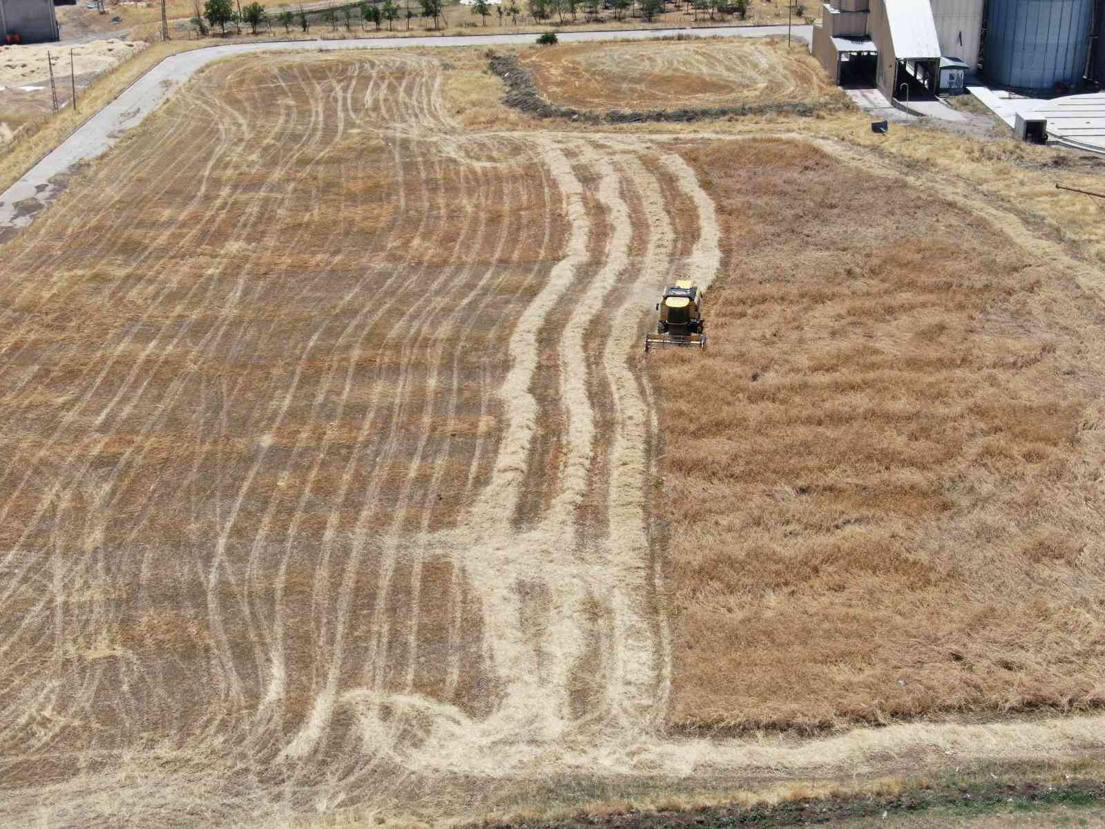 2 metre 20 santimlik ’ata tohumu buğday’ sergilendi