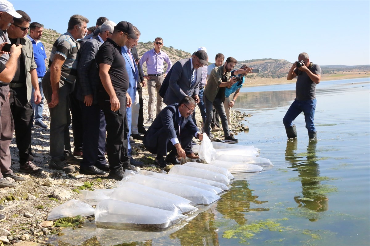 Porsuk Barajı’na pullu sazan yavrusu bırakıldı