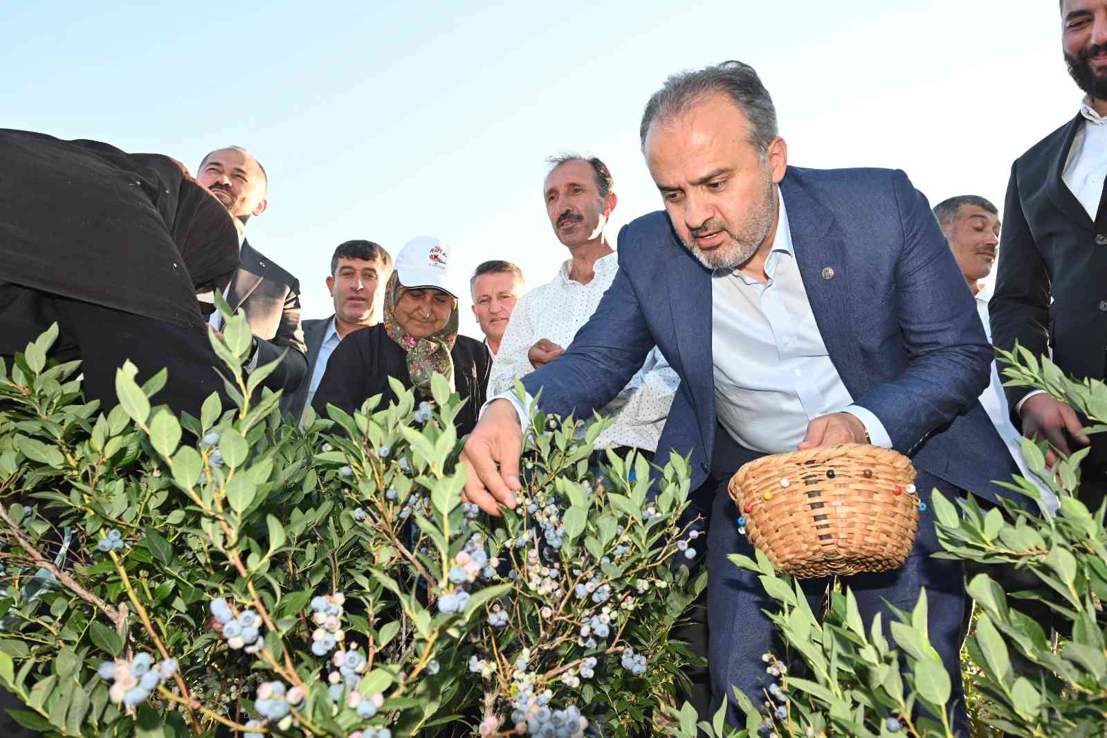 Yaban mersininde hasat bereketi