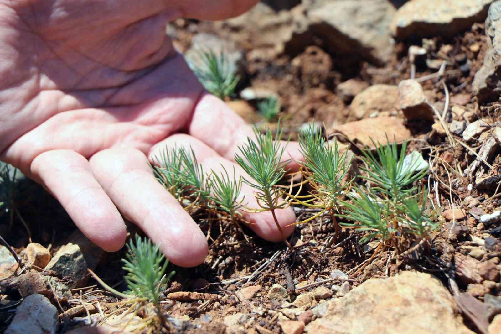 Muğla büyük orman yangınının 1’inci yılı