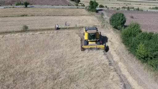 Devlet hibe etti, çiftçinin siyez üretim maliyeti düştü