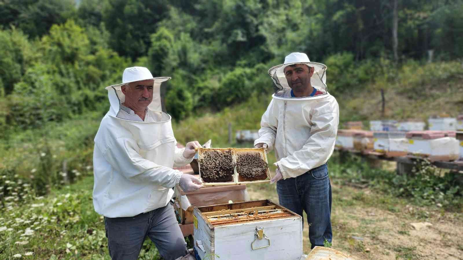 Yenice Ihlamur Balı ’Tescil’ yolunda