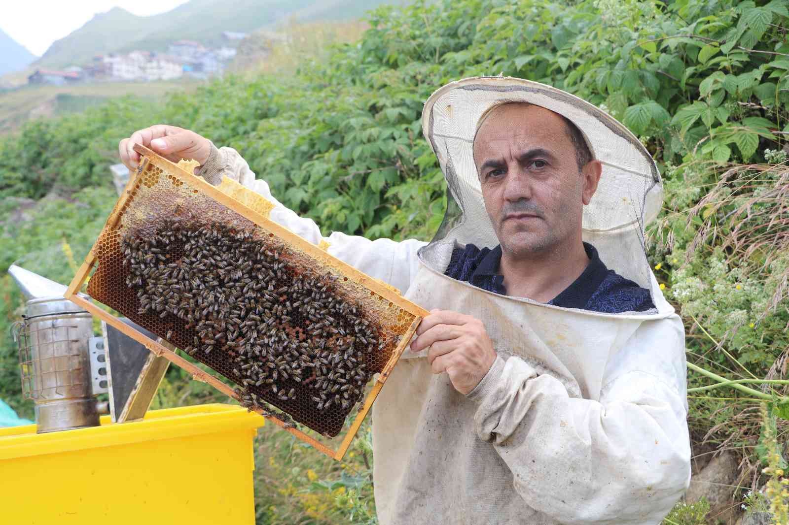 Anzer Balı’nda bal sağımı gerçekleştirildi