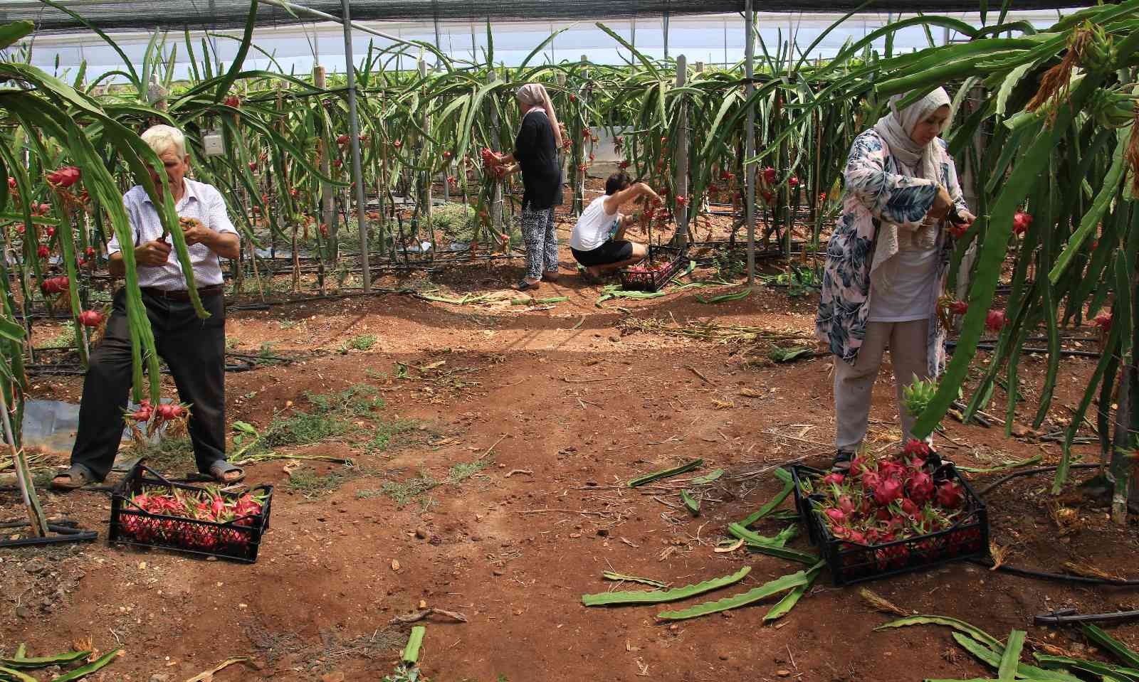 Tropikal meyvelerin en lezzetlisinin Kilosu 80 TL hasadına başlandı