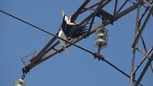 Yavru leylek, yuvasının bulunduğu elektrik direğinde telef oldu