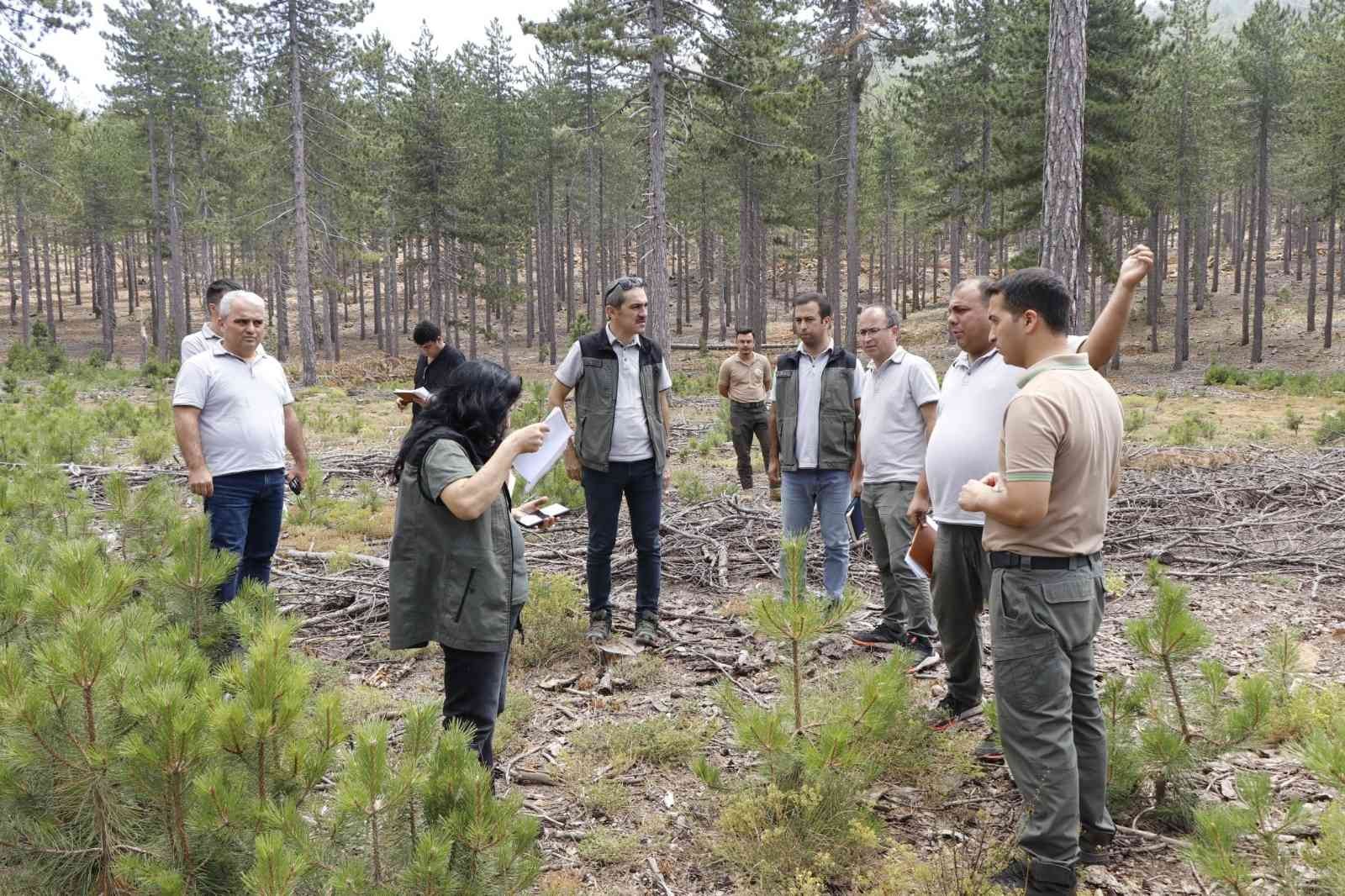 Köyceğiz’de karaçam gençleştirme sahaları incelendi