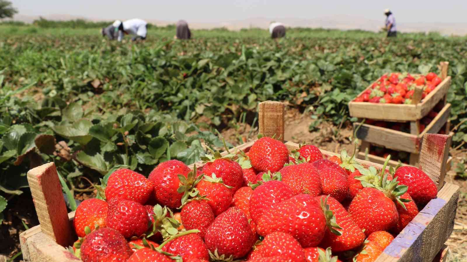 Elazığ’da çilek hasadı sürüyor