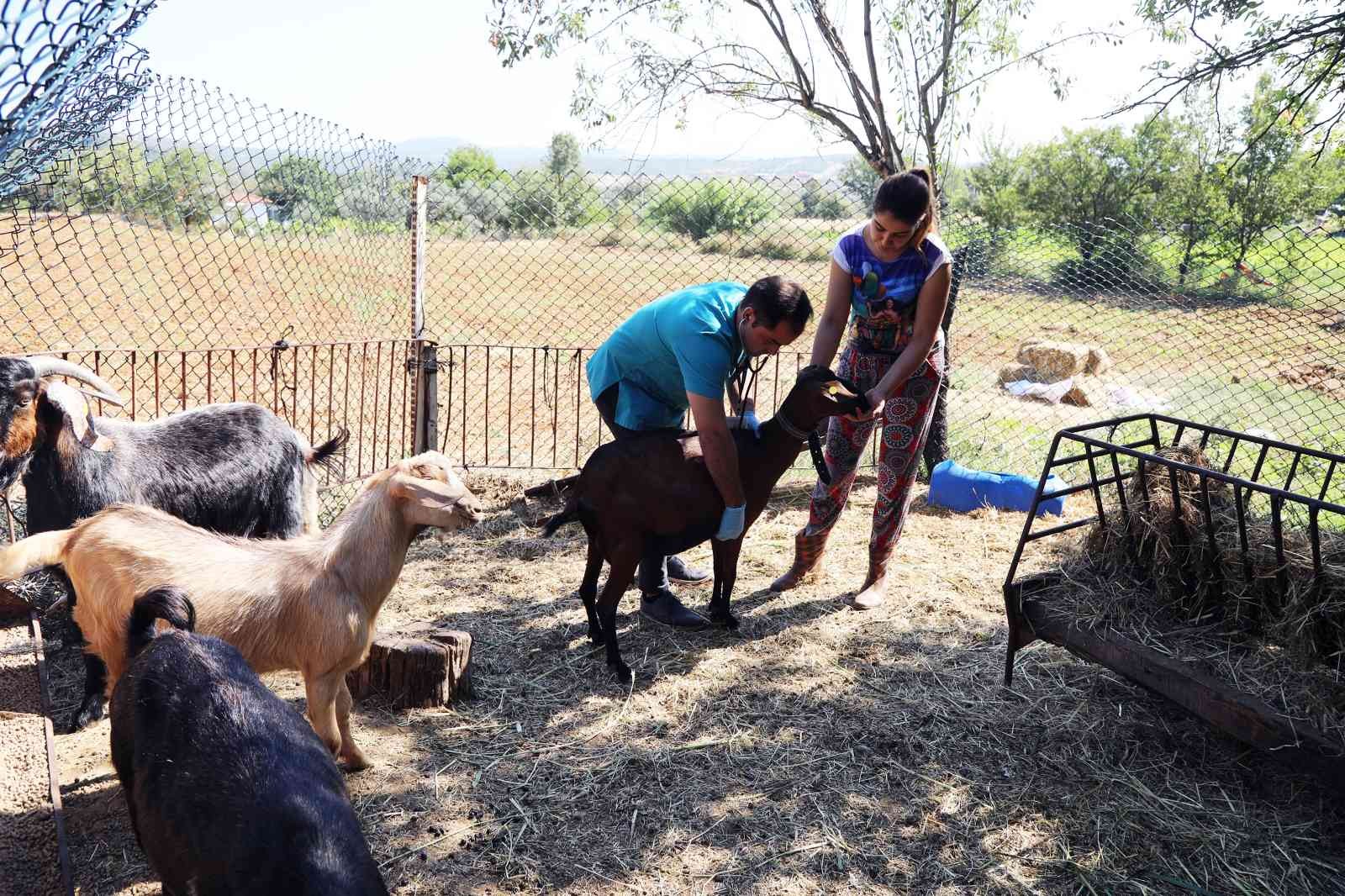 Kıl Keçisi projesi meyvelerini veriyor