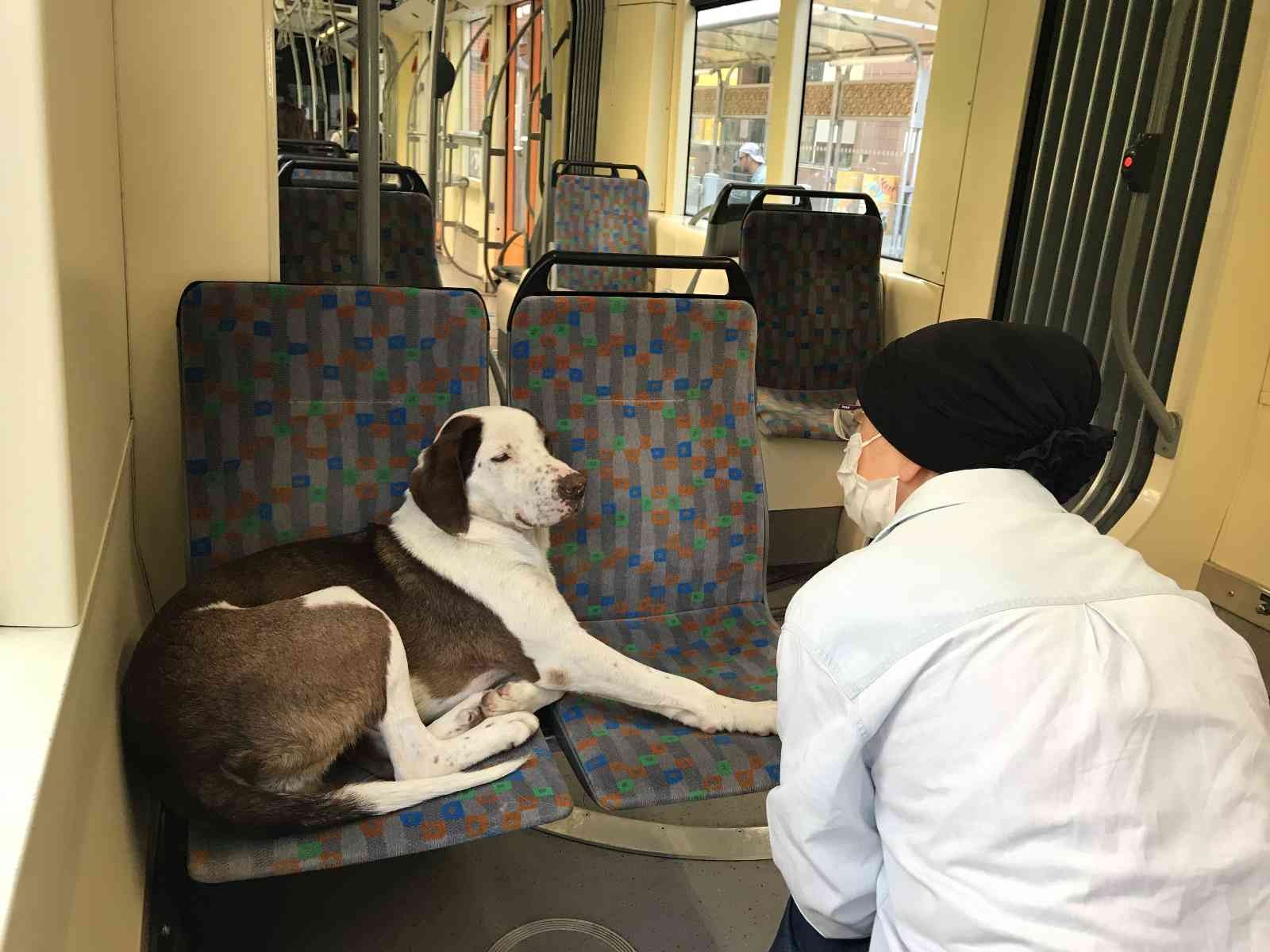 Tramvayın sevimli yolcusu uyuyarak şehri gezdi