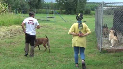 Karı koca çift hayatlarını köpek eğitimine adadı