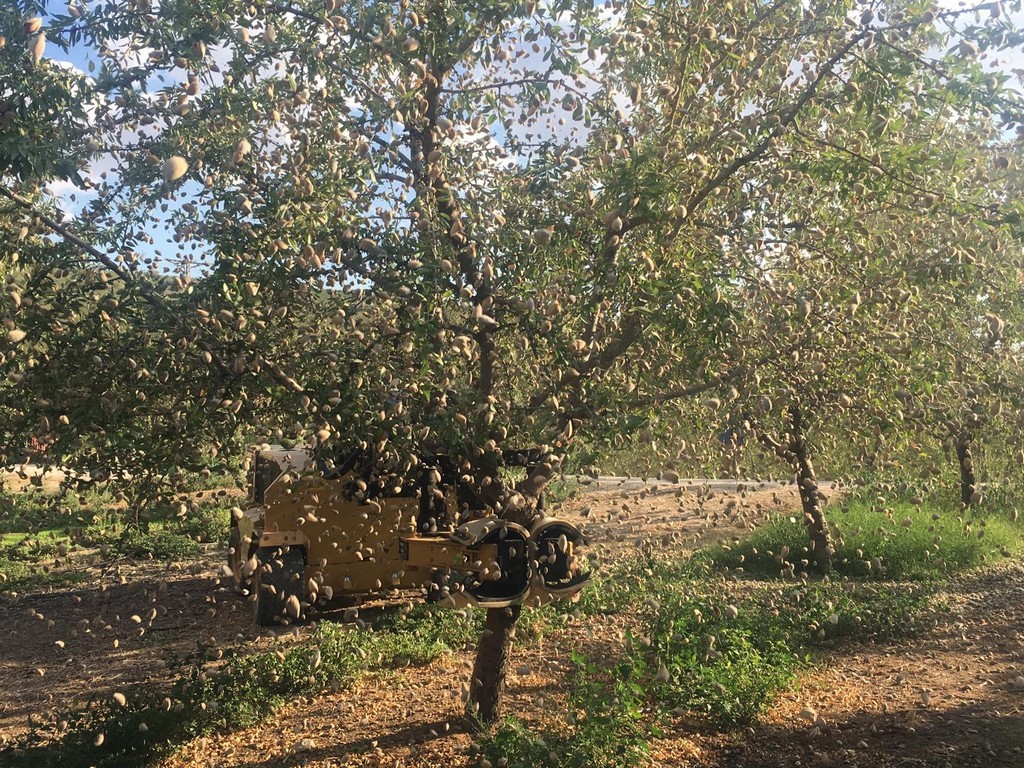 Salihli’de badem hasadı başladı