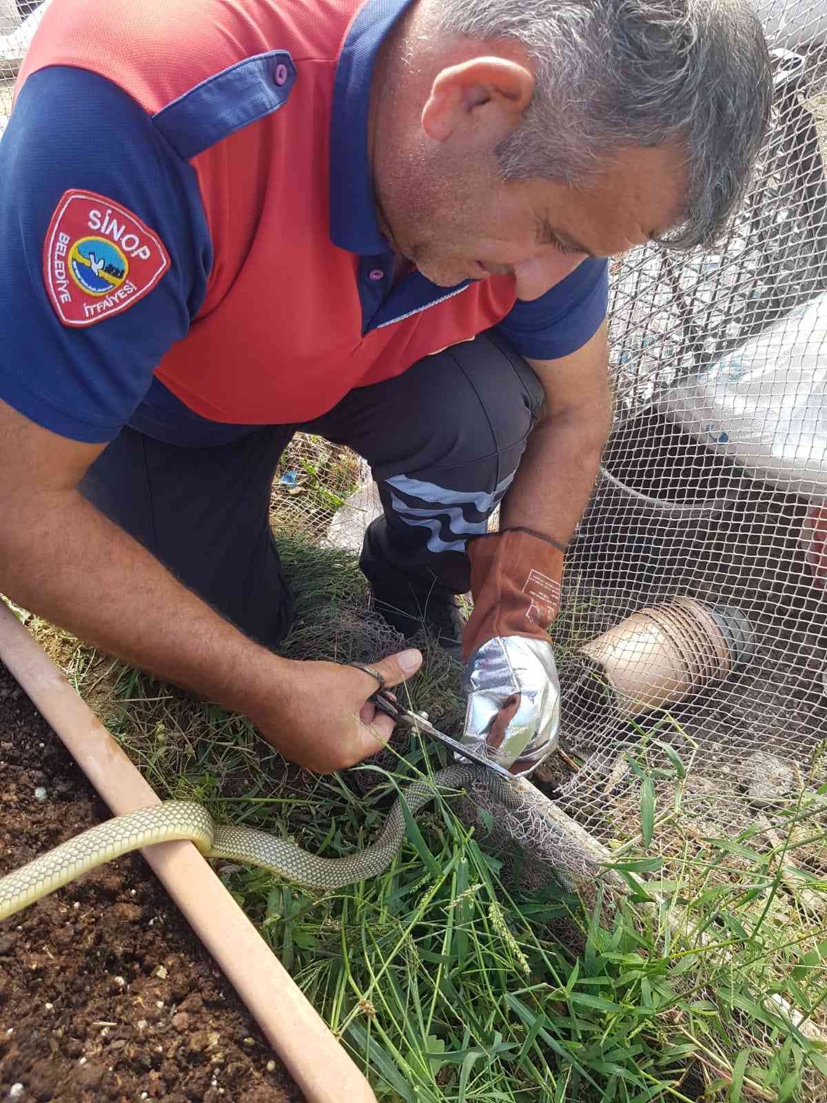 Sinop’ta ağa takılan yılan kurtarıldı