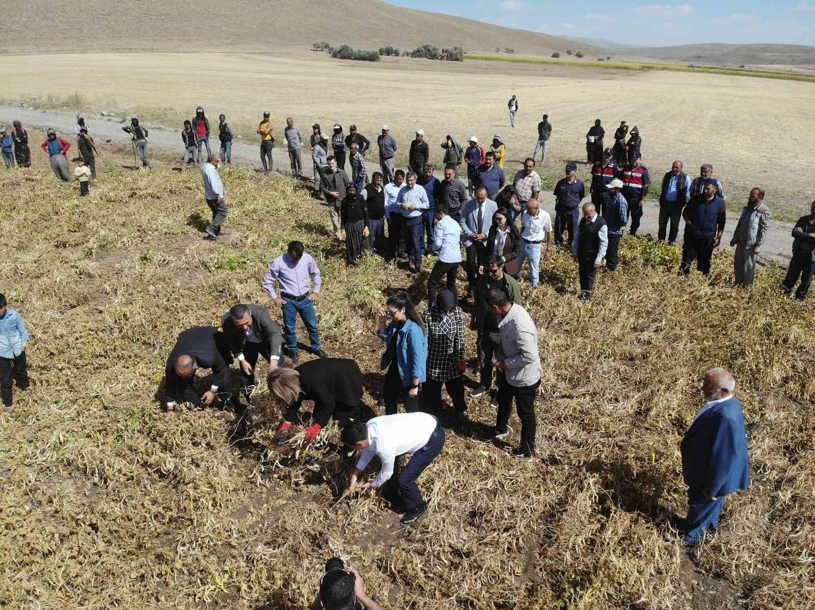 Derinkuyu fasulyesinin hasadı yapıldı