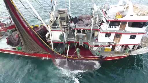 Uzmanı açıkladı: “Karadeniz’deki palamut bolluğunun nedeni bol yağış”