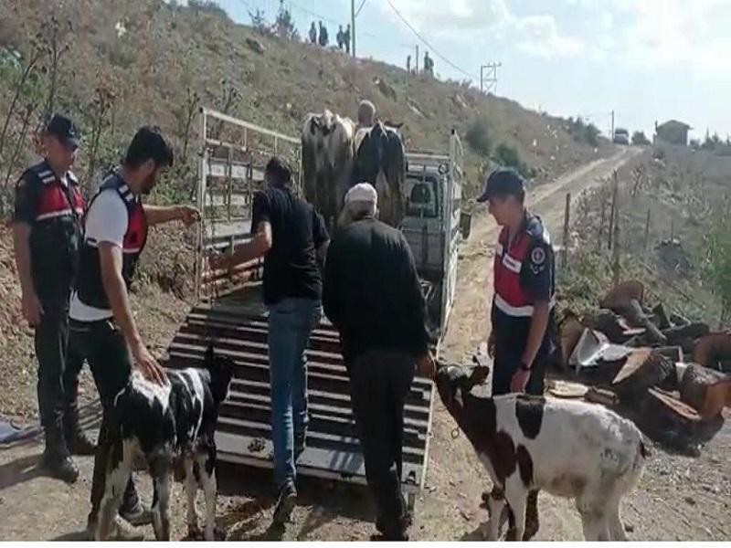 Balya’da büyükbaş hayvan hırsızları yakalandı