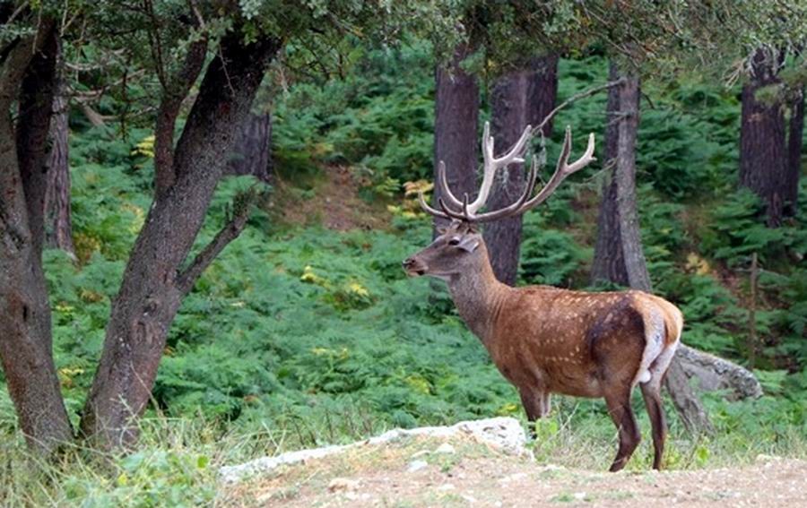 Samsun’dan Türkiye’ye sülün ve geyik