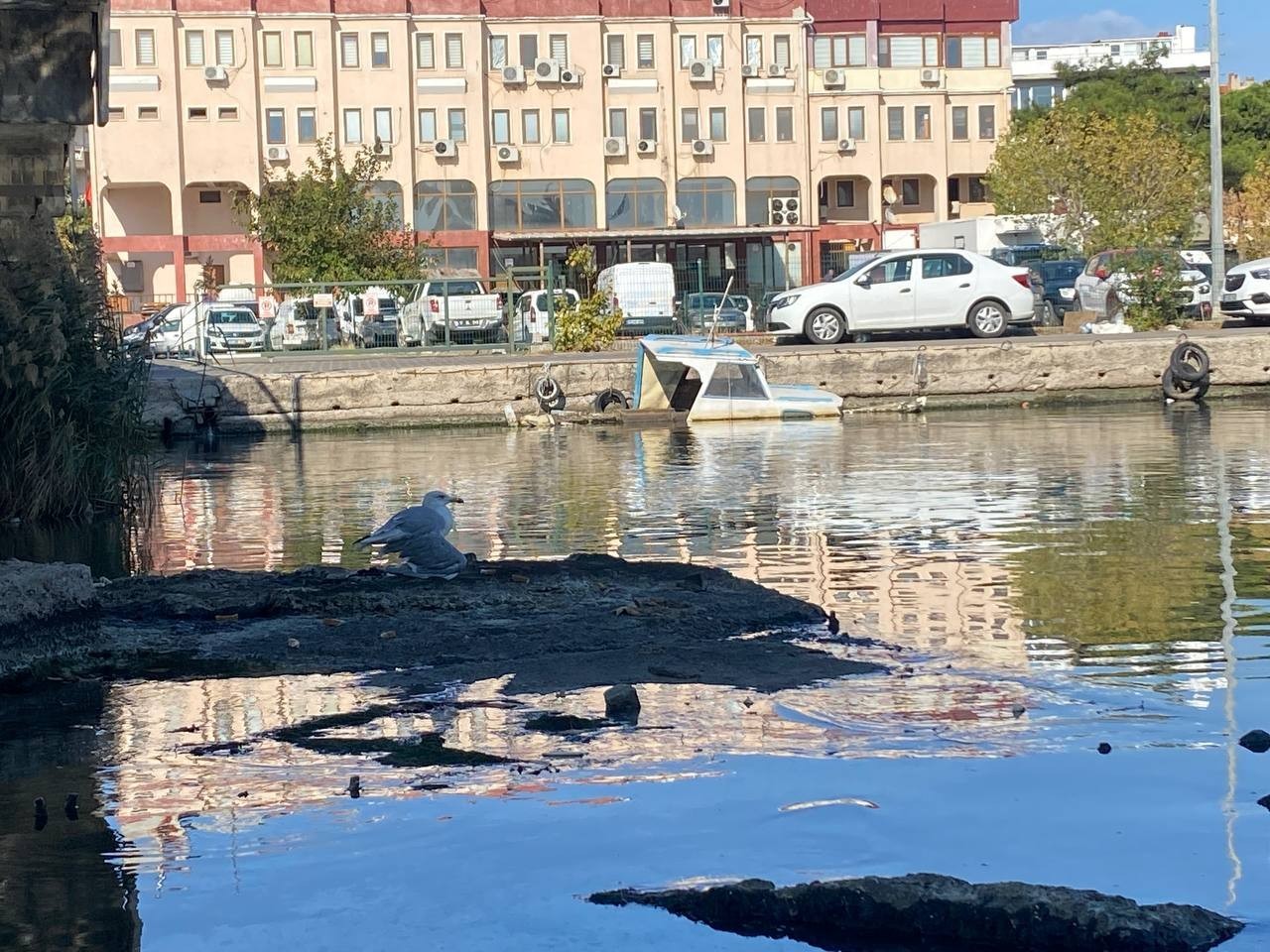 Çanakkale’de kanadı kırılarak köprü ayağında mahsur kalan martı, böyle kurtarıldı