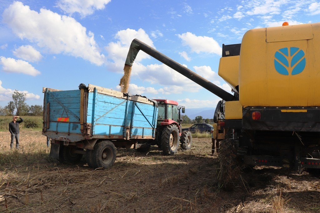 Konuralp pirincinde yeni dönem hasadı yapılıyor