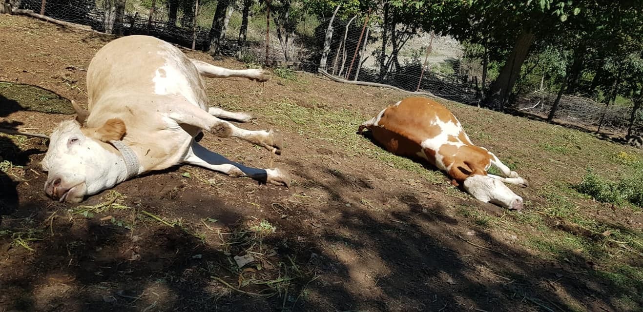 15 gün arayla 5 büyükbaş hayvanı telef oldu