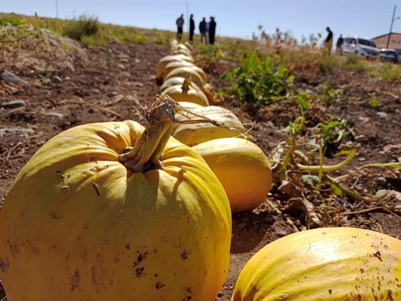 Malatya’da atıl arazilere çerezlik kabak