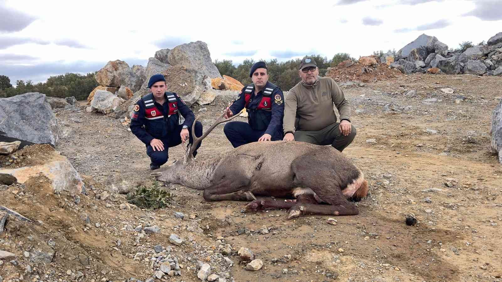 Jandarma ekiplerince bulunan yaralı geyik tedavi edildi