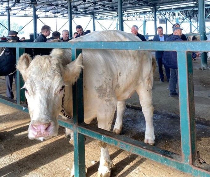 Hayvan pazarında uygun fiyat yoğunluğu