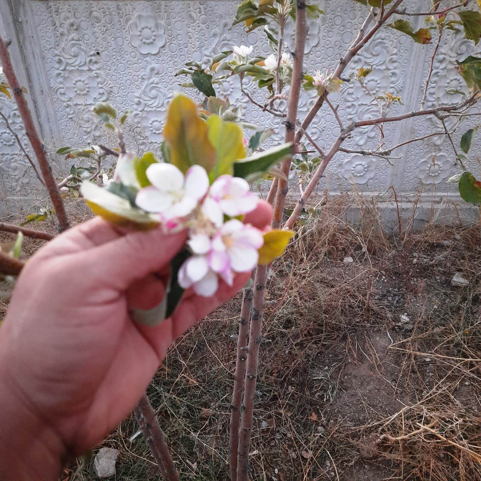 Kulu’da Ekim ayında elma fidanı çiçek açtı