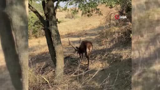 Ortadan kaybolan geyiğe ’Geri dön’ çağrısı