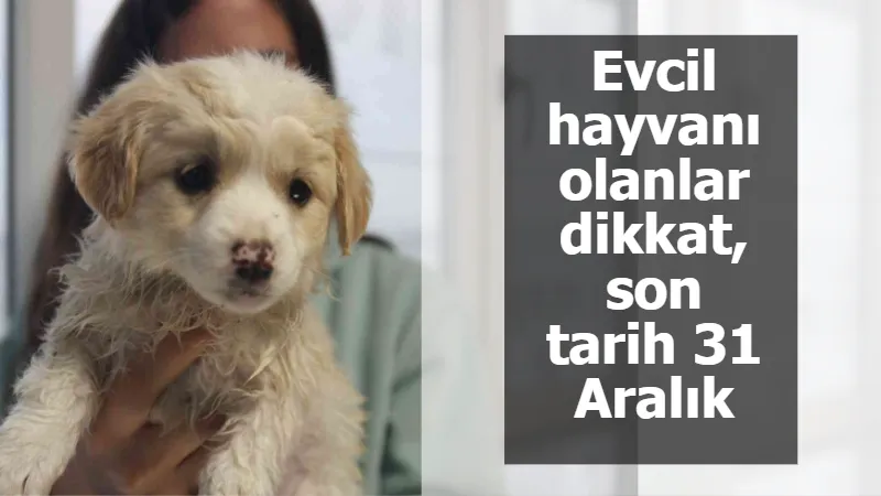 Evcil hayvanı olanlar dikkat, son tarih 31 Aralık