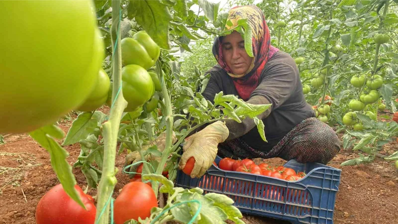 Antalya’da sezonun ilk domates hasadı yapıldı