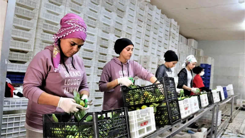 Savaşan ülkelere durma noktasına gelen tarım ürünleri ihracatı yeniden başladı